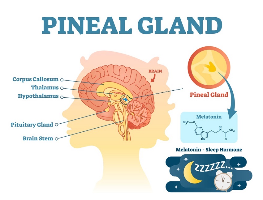 Pineal Brain mRNA DNA Stem Cell Regenerative Peptides Life Extension  Antiaging Master Controller Healer